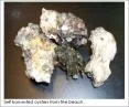 Figure 3. Wild Oysters.