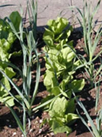 Figure 2. Mixed cropping, where two different species of crops are grown in the same field. Mixed cropping controls soil quality and weeds, like undersowing. (Photo Courtesy of HDRA)