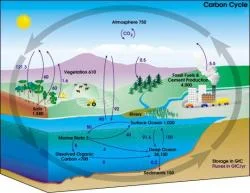 Figure 2. An overview of the global carbon cycle. Numbers in purple show the flux of grams of inorganic carbon per year. Source: NASA.