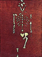 Figure 1. Lucy, pictured above, is famous both because of her skeletal completeness and because her species, Australopithicus afarensis, occupies a pivotal place in the evolution of hominids. Image Courtesy of The Institute of Human Origins, Arizona State University.