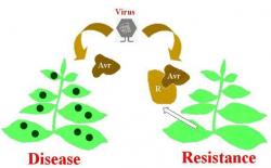 Figure 2. Host-pathogen recognition. If a plant has the appropriate R gene to correspond to the pathogen's Avr gene, then the plant is resistant and no disease develops. If, however, the plant does not have the matching R gene, the interaction may result in infection.