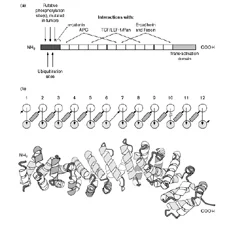 Figure 2. The structure of beta-catenin. (a) The primary structure of beta-catenin: central domain consisting of 12 imperfect repeats (arm repeats) that interact with APC, tcf, e-cadherin, and fascin. (b) Topology (top) and ribbon structure (bottom) of the 12 imperfect repeats: circles and rectangles are alpha-helices viewed from the top and the side, accordingly; arrows run from amino-terminus to carboxyl-terminus (Nusse and Willert 1998). Image courtesy of Current Opinion in Genetics & Development.