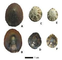 Figure 1. Shells of Patella candei gomesii (A-B) mansa and (C-F) mosca.