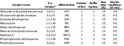 Table 2: Name, EC number, abbreviation, number of loci, and electrophoretic conditions for each enzymatic system analyzed. a: Buffer system compositions: 1: Citrate - NaOH-His/Hcl pH 6.0 (Ferrand and Amorim 1990). 2: Tris - NaH2PO4 pH 7.6 (Branco et al. 1999). 3: Tris-citrate pH 7.6 (Amorim and Siebert 1982). IUBNC (1984).
