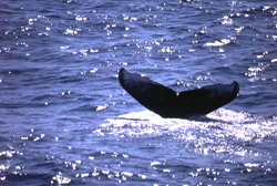 The "Pavarotti of the whale world."
