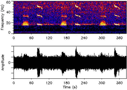 A spectrogram (like those studied by Mellinger and his team) of a northeast blue whale call.