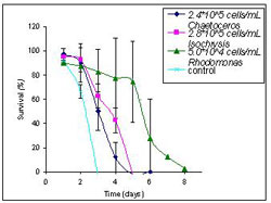 Figure 2. Survival rates for Bestiolina similis in response to optimal phytoplankton concentrations (figure 1) for Chaetoceros, Isochrysis, and Rhodomonas. Vertical Bars represent standard deviation. Rhodomanas is shown to be a superior feed for achieving high survival rates in comparison to optimal concentrations of Chaetoceros and Isochrysis