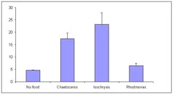 Figure 5. Egg production rates (eggs female-1 day-1) for Bestiolina similis in response to different phytoplankton. Initial concentrations in the cultures were maintained throughout the experiment. The highest egg rate was 23.3 and was obtained from the copepods fed on Isochrysis. Vertical bars represent standard deviation.