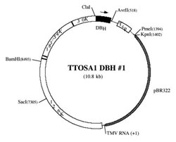Figure 2. The green fluorescent protein insert was replaced with the DEAD box helicase insert to create the viral vector TTOSA1 DBH #1. This vector was used to silence the DEAD box helicase gene.