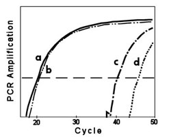 Figure 4. In real-time PCR, amplification is tracked by a fluorescent dye that binds to double-stranded DNA. For each run, the PCR cycle number at which the total fluorescence surpasses a threshold value (horizontal dashed line) is the Ct value for that run. If there is less cDNA for the gene in the sample, then it will take longer for the sequence to amplify, and the Ct value will be higher. The curves shown here represent a) Rubisco small subunit in transfected plants b) Rubisco small subunit in wild-type plants c) DEAD box helicase in wild-type plants d) DEAD box helicase in transfected plants. In transfected plants, expression of rubisco does not appear to be affected, but expression of the DEAD box helicase is reduced significantly.