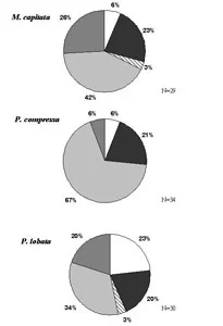 igure 3. Montipora capitata, Porites compressa, and Porites lobata mucus samples divided into seven bacteria categories represented as percentages in the pie charts; excludes Vibrios. N=Number of bacterial sequences used in each species. Symbols: white, actinobacteria; dark gray, alpha; dashed diagonal lines, Cytophaga-flavobacter/flexibacter-bacteroides (CFB); wide gray diagonal lines, firmicutes; light gray, gamma; dashed vertical gray lines, sphingobacteria; medium gray, unknown.