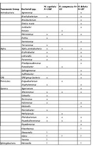 Table 1. Unique bacterial species found in Montipora capitata, Porites compressa, Porites lobata bag, mucus and surrounding seawater samples separated into respective taxonomic bacterial groups. N= number of bacterial sequences identified.
