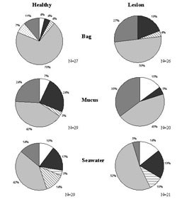 Figure 4. Montipora capitata non-lesioned and lesioned samples divided into seven bacteria categories represented as percentages in the pie charts; excludes Vibrios. N=Number of bacterial sequences used for each sample type. Symbols: white, actinobacteria; dark gray, alpha; dashed diagonal lines, Cytophaga-flavobacter/flexibacter-bacteroides (CFB); wide gray diagonal lines, firmicutes; light gray, gamma; dashed vertical gray lines, sphingobacteria; medium gray,unknown.