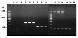 Figure 3. RT-PCR using extracted RNA and designed primers. Lanes: 1 and 11, 100 bp DNA ladder; 2, DOI 24 h; 3, DOI 36 h; 4, DOI 60 h; 5, AMT 24 h; 6, AMT 36 h; 7, AMT 60 h; 8, alpha amylase 24 h; 9, alpha amylase 36 h; 10, alpha amylase 60 h; 12, 16S rDNA 24 h; 13, 16S rDNA 36 h; 14, 16S rDNA 60 h; 15, Control 24 h; 16, Control 36 h; 17, Control 60 h.
