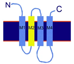 Figure 2. Major nAChR subunit domains, including the four transmembrane helices and the extracellular N and C termini.