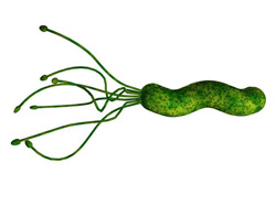 A drawing of the H. pylori organism. The Gram-negative spirillum measures about 3.0 by 0.5 micrometers. Its four to six flagella power it. Source: Concrete Bob Software.