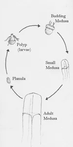 The box jellyfish lifecycle. The sexually reproductive medusae bud off of the asexual polyps. Source: Ruppert and Barnes, Invertebrate Zoology: 6th Ed.