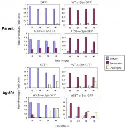 Figure 2. Quantification of α-Synuclein Localization in Parent and kgd1∆ Strains; The ratio of the three fluorescence patterns (i.e. diffuse, membrane, aggregate) was scored from 750 cells at 18, 24, 36, and 48 hours of α-synuclein expression. In the both strains, WT and A53T α-synuclein-GFP show plasma membrane localization. However, in kgd1∆ cells, aggregates accompanied the membrane phenotype. Over the 48 hour time course, aggregates became more prevalent. Both GFP and A30P-α-synuclein predominantly show cytoplasmic localization in each strain, yet in kgd1∆ cells, GFP and A30P-α-synuclein form aggregates similar to WT and A53T α-synuclein-GFP.