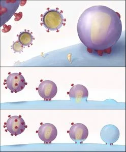 "Schematic Representation of the Key Structural Features of SIV and HIV-1 Entry into T Cells." (A) Different stages of viral entry from budding, to maturation, to entry claw formation. (B and C) Two alternative models for viral entry. Image Courtesy of Electron Tomography of the Contact between T Cells and SIV/HIV-1: Implications for Viral Entry Sougrat R, Bartesaghi A, Lifson JD, Bennett AE, Bess JW, et al. PLoS Pathogens Vol. 3, No. 5, e63