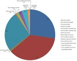 Figure 4. This pie chart represents the presence of wild and domestic faunal remains found at Körösladány-Bikeri (K-14). Unlike V-20, at K-14 sheep/goat represents the largest percentage of animals. Cattle come in a close second. Domestic pig contributes to third highest percentage of animals. Combining cattle and pig, there is a slight decrease at K-14. This chart also demonstrates that hunting has significantly dropped off due to the low percentages of wild animals. Aurochs, wild pig, and red deer contribute a very small percent.