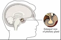 The pituitary gland is an endocrine gland that is responsible for regulating homeostatic processes such as body growth and blood pressure. It also stimulates the body in response to the binding of caffeine on nerve cells. Image courtesy of Yahoo! Health
