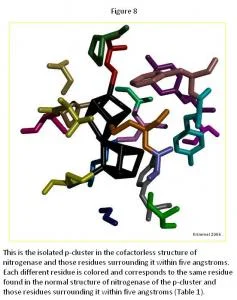 Structural Changes between the Holo and FeMo Cofactorless Forms of the Molybdenum Iron Protein of Nitrogenase