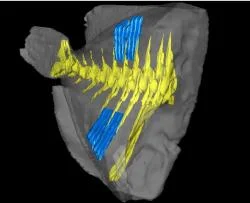 Figure 3: Model depicting six sets of pterygiophores, depicted in blue, along the median fins between the neural spines. The ridges on the pterygiophores provide support to the muscles of the dorsal and anal fins. Posterior direction is to the left.