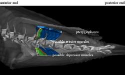 Figure 5: Dorsal view showing the relationship between possible erector, in orange and red, and depressor muscle groups, depicted in green and yellow. The depressors lie superficially to the erectors, and together they form a group of four bundles associated with each pterygiophore and fin ray.