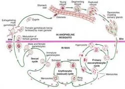Figure 1. Schematic Representation of the Malarial Parasite's Life Cycle.
