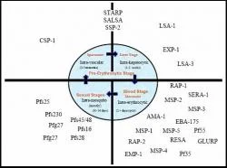 Figure 4. Stage-wise distribution of the antigenic profile of the Malarial parasite.
