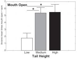 Figure 4: Mean arcsine transformed data of the proportion of the canine subjects who displayed Mouth Open in the presence of a human experimenter. All subjects were shelter dogs and were categorized as to the predominant carriage of the tail. Dogs that had a low tail carriage had their mouths open significantly less than both dogs that had a high tail carriage as well as a medium tail carriage.