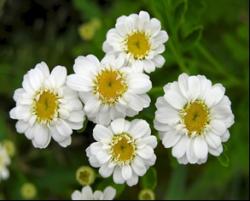 The feverfew plant contains a compound that has been shown to effectively and selectively induce cellular suicide in AML stem cells. Image Courtesy of Herbalextractsplus.com
