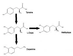 Fig. 1: Chemical pathways from tyrosine to L-dopa and either to methyldopa or dopamine.