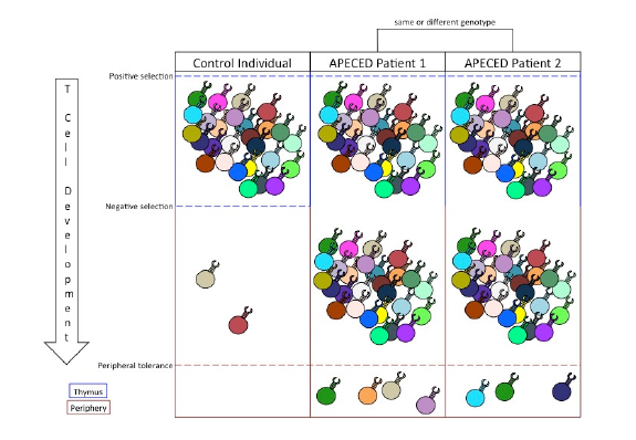 Figure 1. The relationship between central and peripheral tolerance determines the profile of autoreactive T cells in the periphery. Positive selection expands T cell clones that garner a signal from MHC/self-peptide complexes. Negative selection filters out autoreactive T cell clones that bind with high affinity to MHC/tissue-specific antigen complexes. Inability to perform negative selection permits autoreactive T cell clones into the periphery. Peripheral tolerance suppresses a limited number of autoreactive T cell responses and, in cases of APECED, dictates the specific autoimmune symptoms of the patient.