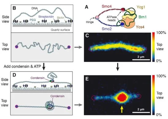 Compacting DNA: real-time imaging of condensing in action