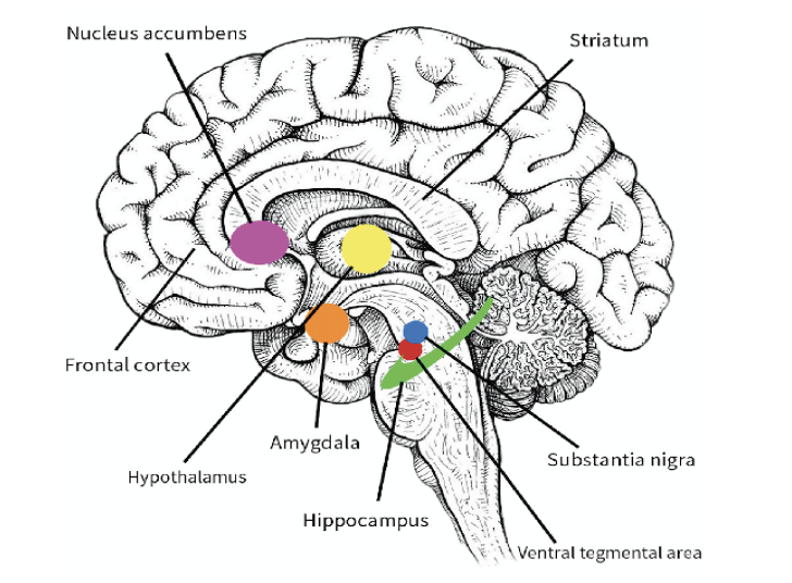 Figure 2. Cortical areas activated in the onset of emotion. The activation of different cortical areas cause the onset of different possible emotions in which an individual can experience. Positive emotions are correlated with the activation of mesolimbic structures such as the frontal cortex, the nucleus accumbens, the striatum, the ventral tegmental area, the substantia nigra, and the hippocampus. Negative emotions are correlated with the activation of structures such as the hypothalamus, the amygdala, the nucleus accumbens, and the hippocampus (Baumgartner, Esslen, & Jäncke, 2006).