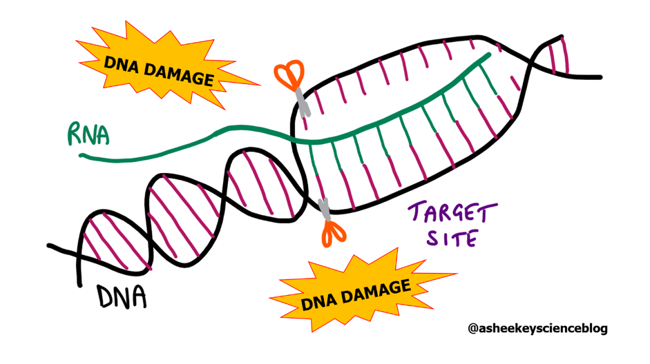 Figure 1 Simplified diagram of the application and consequences of CRISPR-Cas9 gene editing
