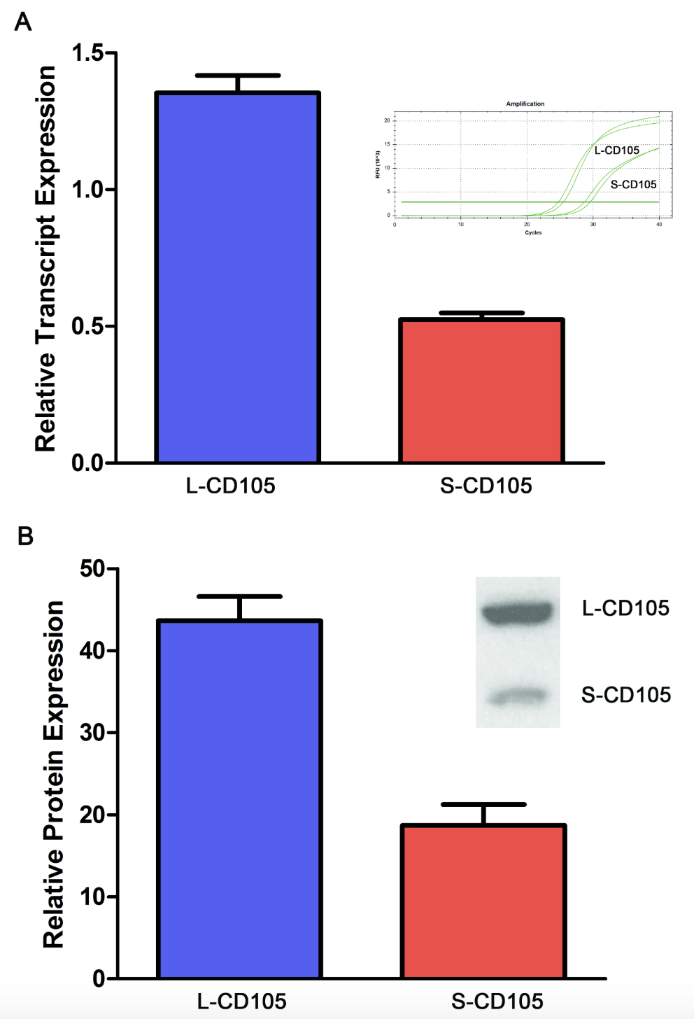 Figure 1. Relative expression of L-CD105 and S-CD105 in mAo pro-genitors. A) Gene expression was measured using real-time reverse transcription PCR and expression normalized to the GAPDH gene. The inset shows the raw amplification curve. B) Protein expression was measured using Western blot and quantified through densitometry. The inset shows a representative blot. Results are presented as mean ± SD with n = 4.