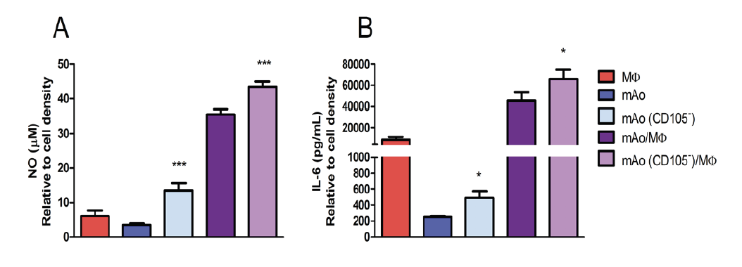 Figure 5. LPS-induced NO (A) and IL-6 (B) production is increased in supernatant of CD105-deficient mAo progenitor cultures and in co-cultures of CD105-deficient mAo and MΦ. Data are expressed as mean ± SEM and are representative of three separate experiments each with n = 6. Significant differences were determined after 2-way ANOVA using Bonferroni’s post-test.