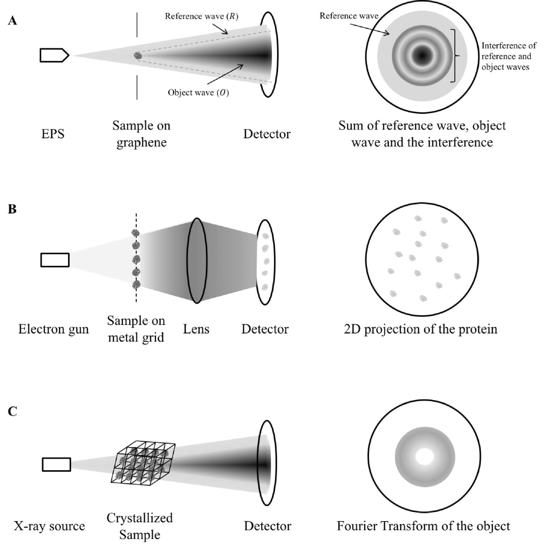 Figure 1. Mechanism comparison between holography, cryo-EM and X-ray crystallography. A) A coherent, low-energy electron beam is ejected by EPS and directed to the sample deposited on a graphene sheet. The hologram is a sum of the reference wave (electrons not scattered by the protein, R), object wave (electrons scattered by the protein, O) and the interference between the two. As shown in the figure, some reference waves do not interfere with the object wave and so it retains the phase information. The structure of the sample is calculated from separating the contribution by the object wave from the hologram and reversing the scattering process as described in detail in (Tatiana Latychevskaia & Fink, 2015). B) In cryo-EM, a high-energy electron gun, instead of a coherent electron point source is directed to the sample cryo-preserved on a metal grid. The high-energy electrons can be transmitted easily (in contrast to be scattered) across the protein sample and produce direct 2D projection of the protein samples onto the detector. The exact protein structure is constructed by averaging the images of different orientations instead of through calculation from a single protein. C) In X-ray crystallography, parallel X-ray beams are diffracted by the crystallized sample. As the reference wave is absent, the phase information is missing to reconstruct the protein structure, giving rise to the “phase problem”. This makes X-ray crystallography inferior to holography in terms of structure determination. EPS: electron point source.