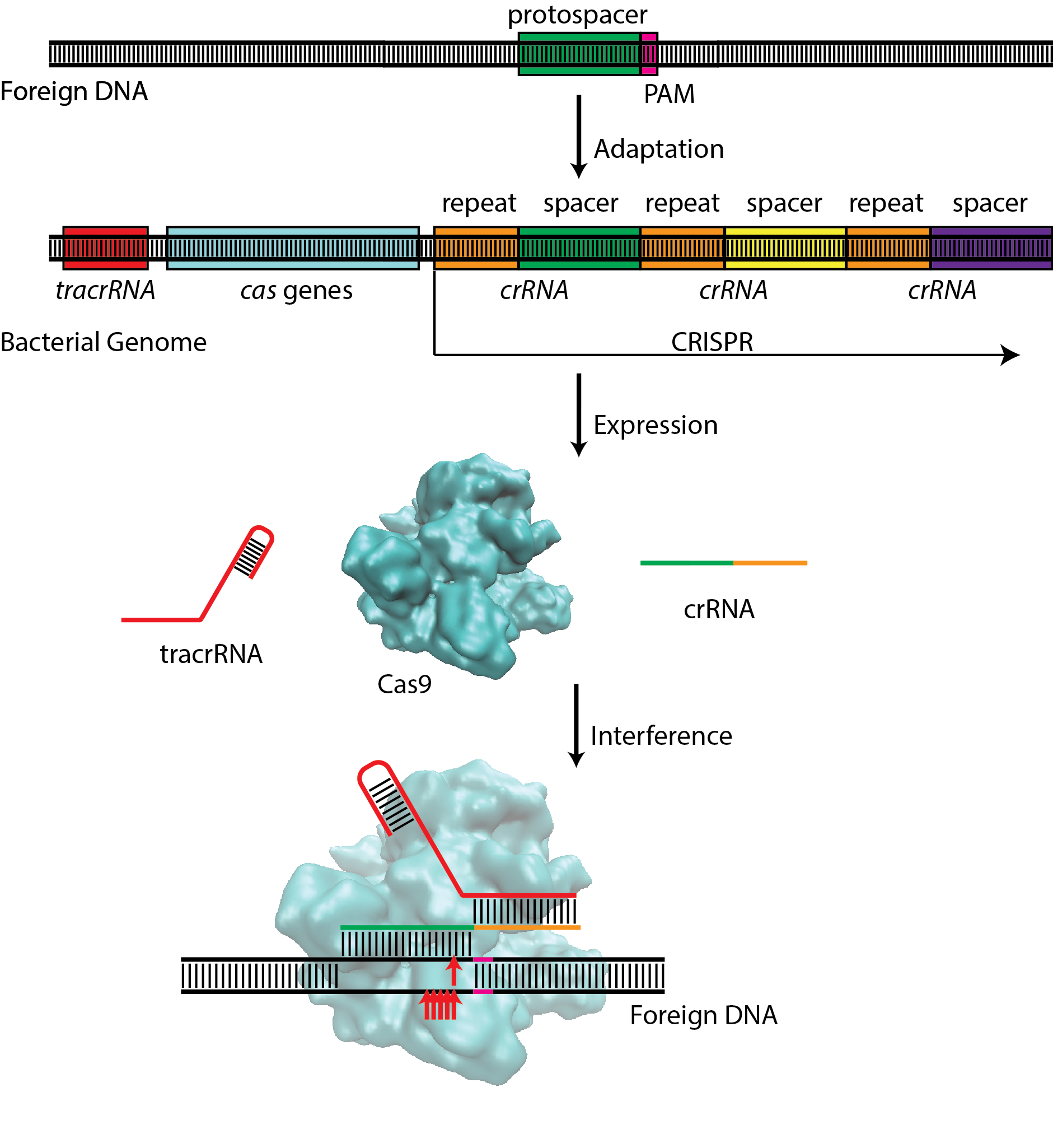 Types Of Crispr Systems : Evolution and classification of the CRISPR – FEXZ