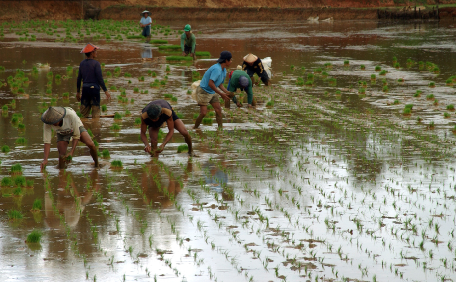 Figure 1. Farmers transplanting seedlings in a flooded rice field in Asia. (Image from IRRI collection. Photographer information unavailable)
