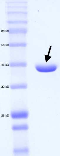Figure 2. SDS-PAGE for purified MT_Alr. Molecular weight standard (left). Purified MT_Alr (indicated by arrow).