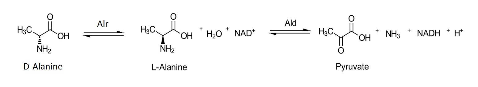 Figure 3. Isomerization of D-alanine to L-alanine in the presence of Alr followed by the NAD+ dependent oxidation of L-alanine to pyruvate in the presence of alanine dehydrogenase.