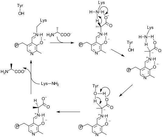 Figure 4. The mechanism of Alr catalysis for D-alanine to L-alanine direction.