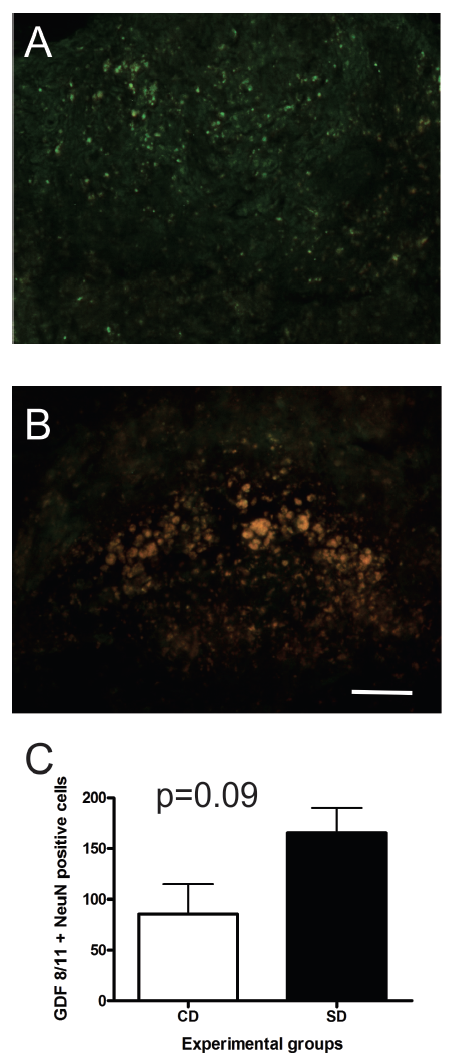 Figure 2. The impact of supplemental diet (SD) after ischemic damage on growth differential factor (GDF-8/110). Representative images of brain tissue stained with GDF-8/11 (red) and neuronal nuclei (NeuN; green) at the damage site from CD (A) and SD (B) mice. Quantification of GDF-8/11 and NeuN positive cells within the damage site (C). All pictures at 400X magnification, scale bar = 50 µm.