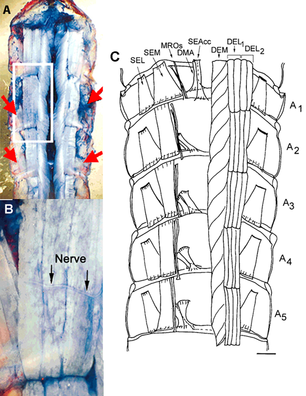 Figure 1. Dorsal part of the crayfish abdomen showing the extensor musculature in the crayfish. (A) The segmental nerve approaches the extensor muscle from the lateral-caudal aspect of each segment. The nerve is close to the SEL muscle. The red arrows depict the approximant locations where the segmental nerve can be located. (B) In this enlarge view the motor nerve can be seen on the surface of the DEL muscle and branching as it heads to the DEM muscle. (C) Schematic drawing from a ventral muscle with labels for the deep extensor medial (DEM), deep extensor lateral group1 (DEL1) and deep extensor lateral group2 (DEL2) used in this study (Scale bar = 2.35 mm; part C modified from Sohn et al., 2000).