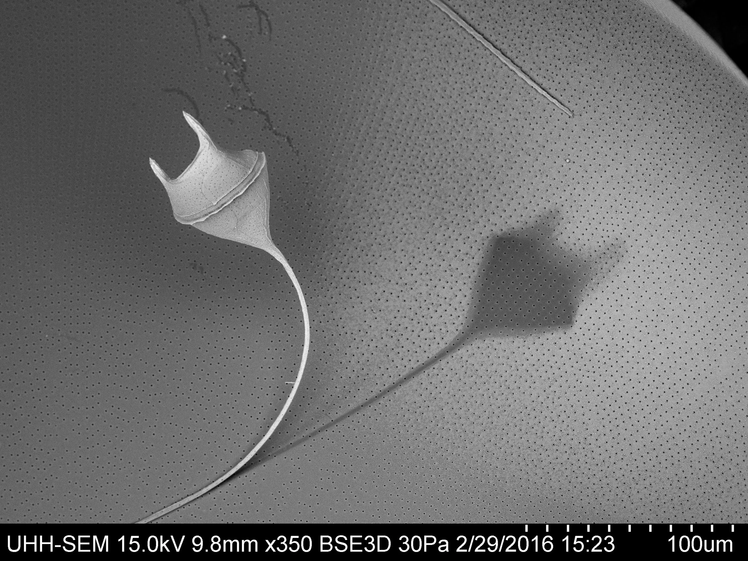 Scanning Electron Microscopy of Phytoplankton: Achieving High Quality Images Through the Use of Safer Alternative Chemical Fixatives