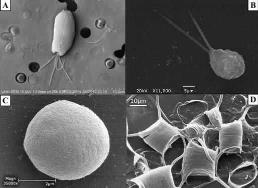 Figure 1. SEM images of A) Tetraselmis chuii (10 µm), B) Isochrysis galbana (5 µm), C) Nannochloropsis granulata (2 µm), and D) Chaetoceros gracilis (10 µm), used throughout the experiment.