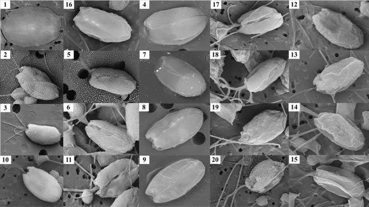 Figure 2. Correlative SEM images of T. chuii cells numbered by their respective protocols (Table 5). Scale bar = 10 µM.